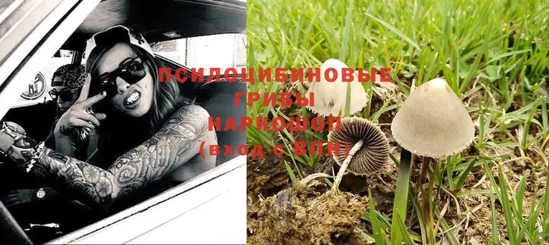 Псилоцибиновые грибы MAGIC MUSHROOMS  Ленинск-Кузнецкий 